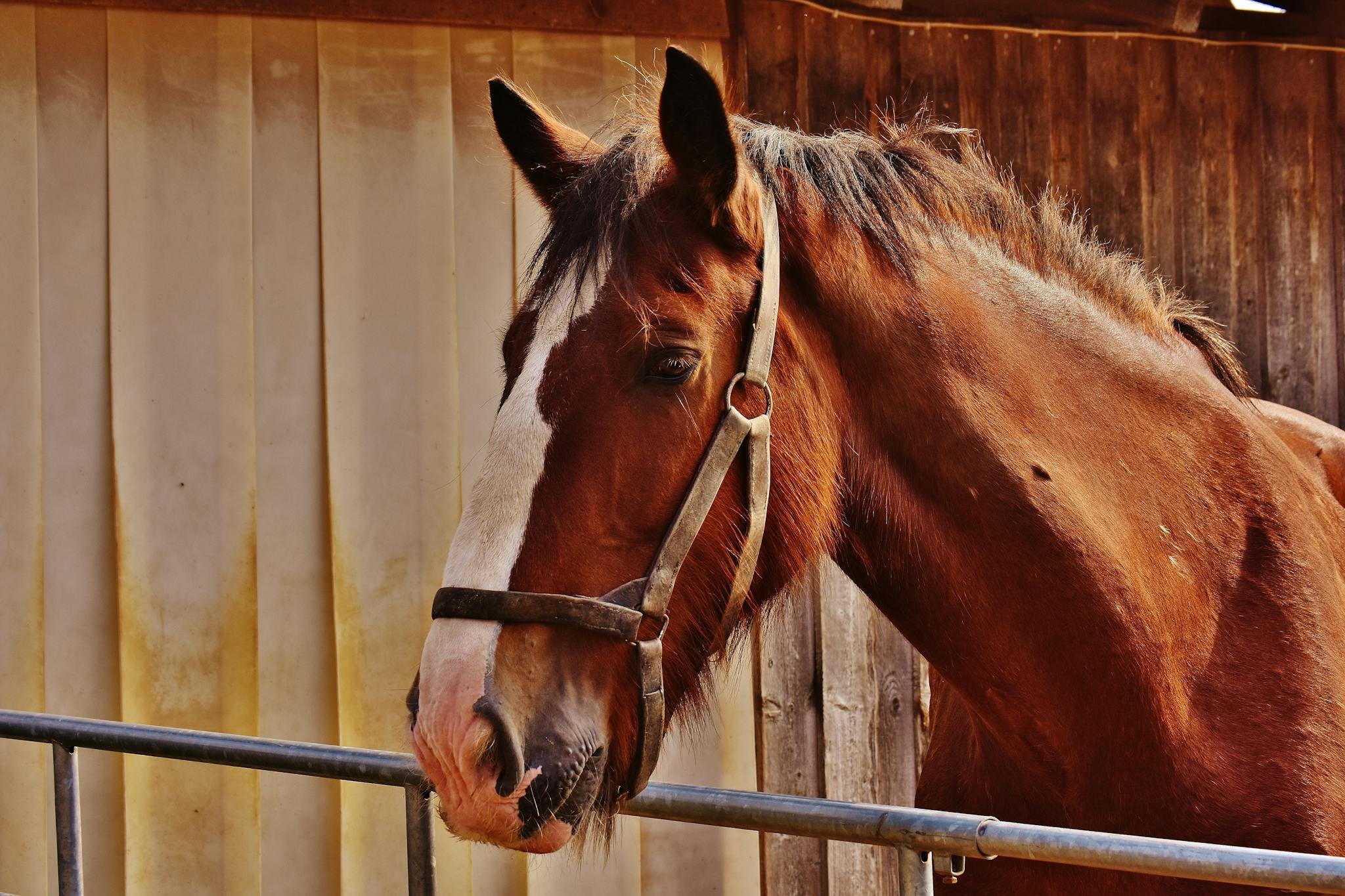 A detailed close-up of a brown horse standing in a stable, showcasing its mane and halter.
